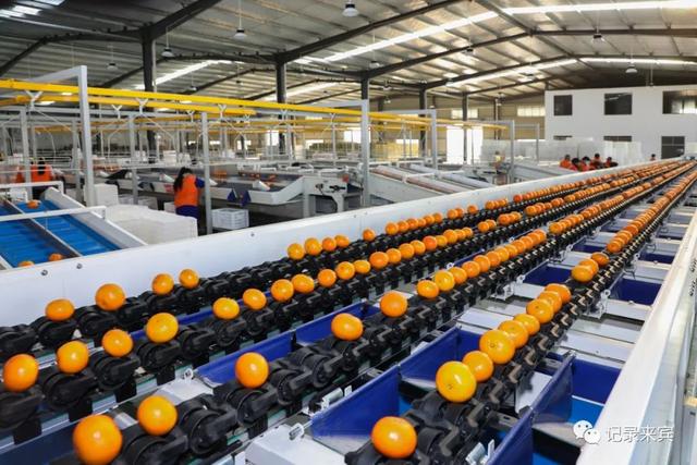 直击来宾市大型柑橘全自动化分拣现场!这里的水果多数远销海外!" href="
